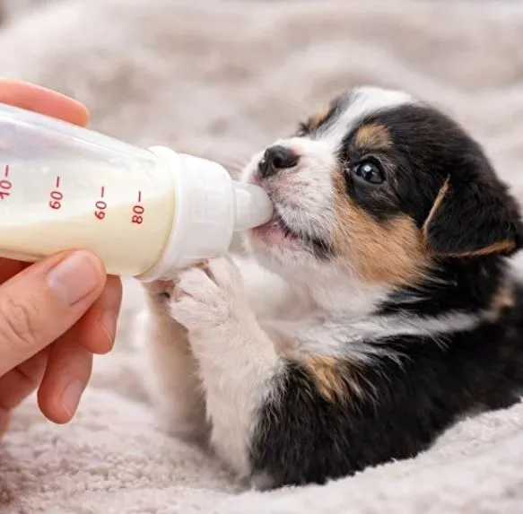 Cat and dog feeding bottle with cleaning brush5.webp