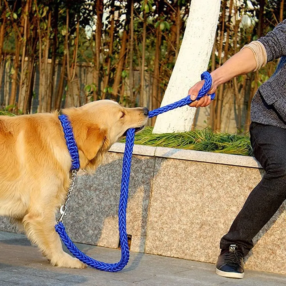 dog safety leash and collar7.webp