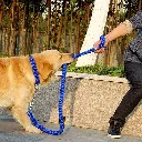 dog safety leash and collar7.webp