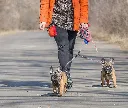 Double Dog Leash Nylon Double Leashes Detachable Pet4.webp